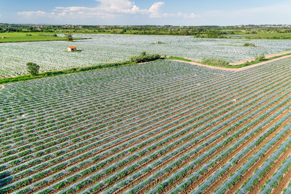 Champs de melons