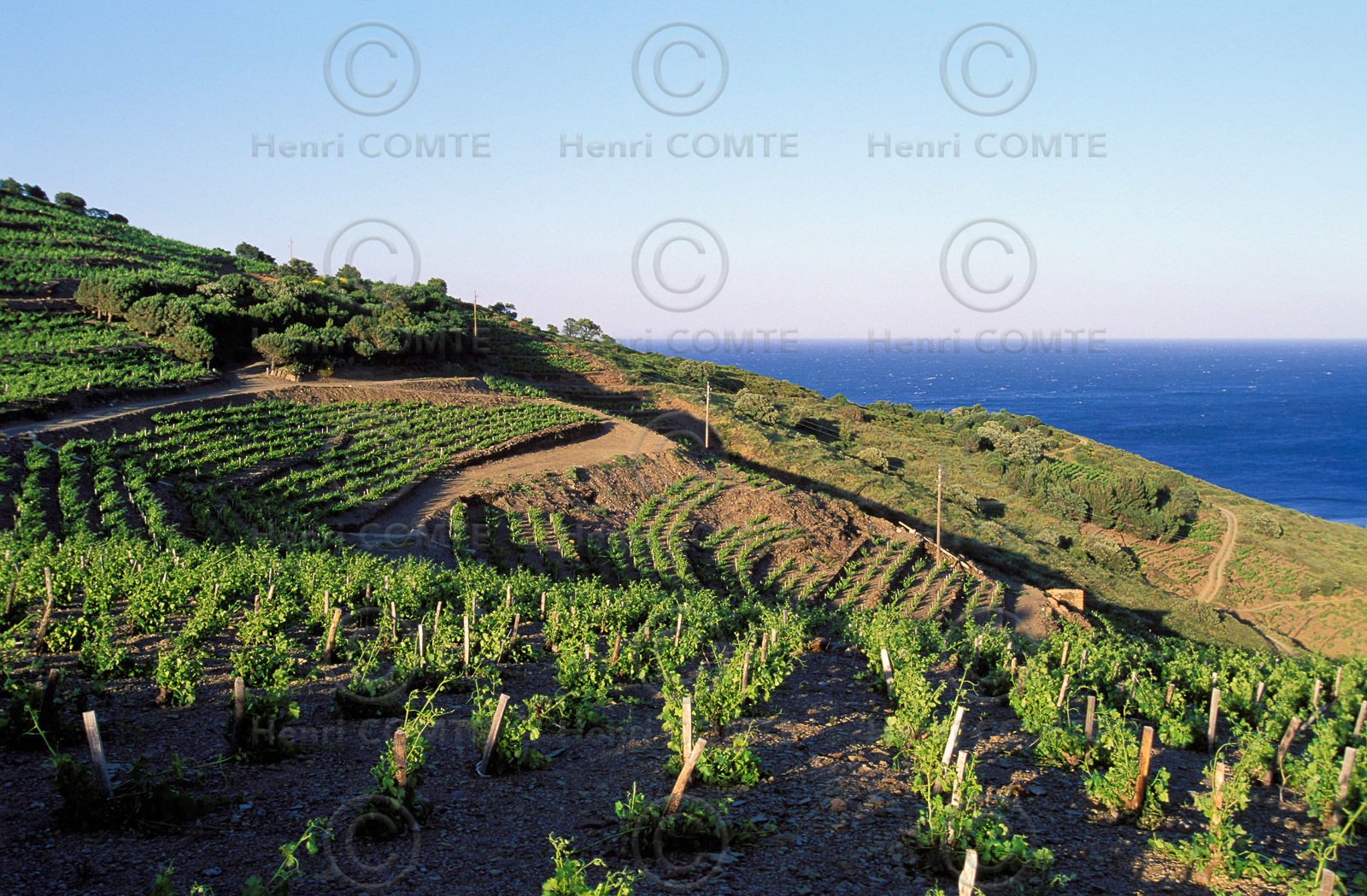 Vignoble du Roussillon