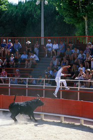 Course camarguaise