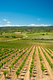 Minervois