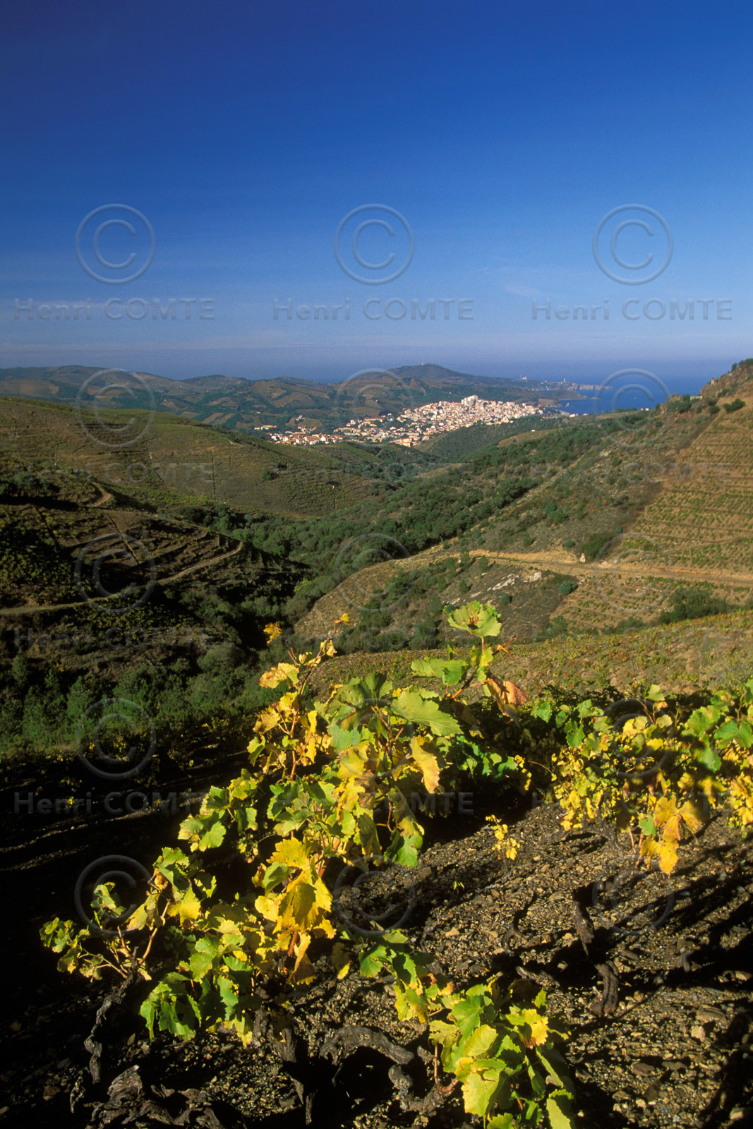Vignoble du Roussillon