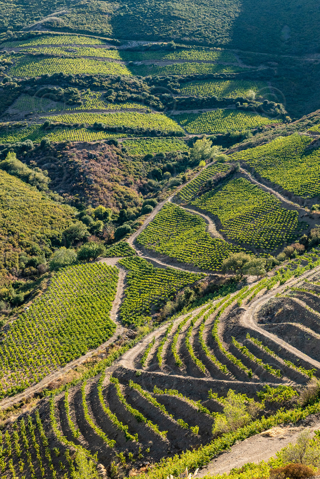 Vignoble Collioure  Banyuls