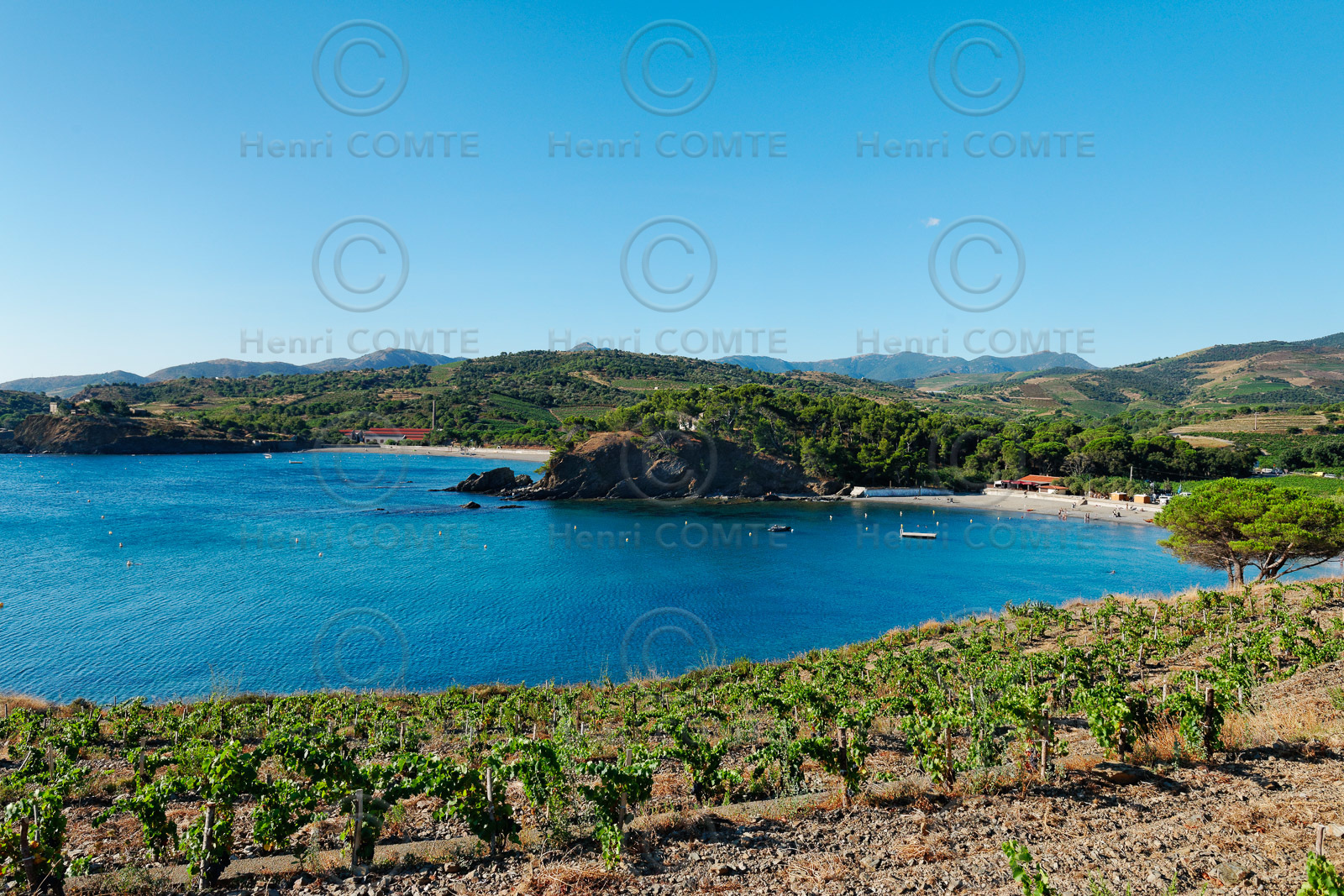 Vignoble du Roussillon