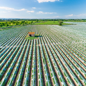 Champs de melons