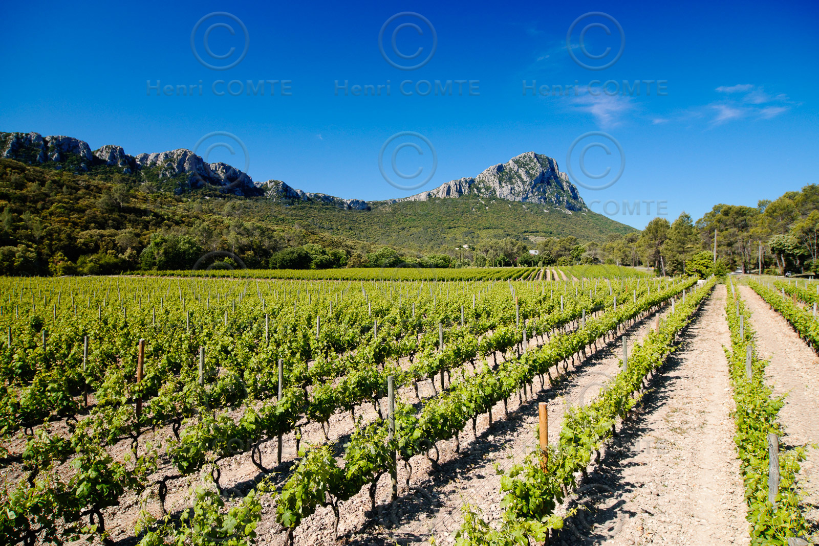 Vignoble Pic St Loup