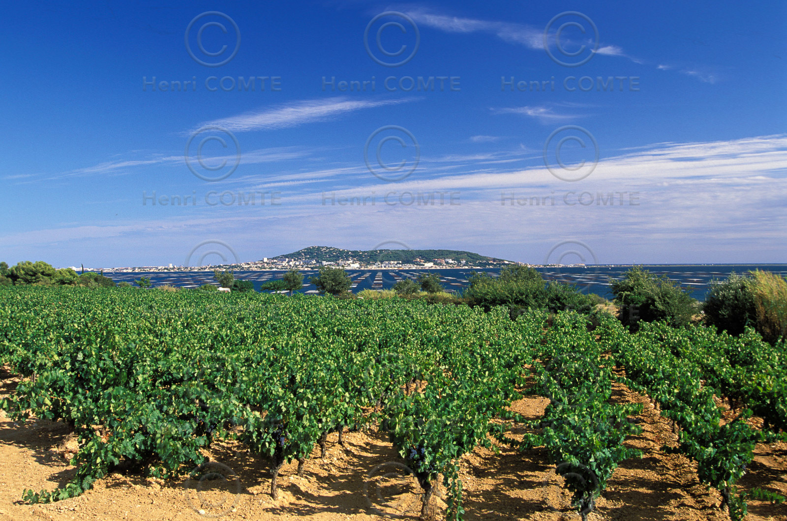 Vignoble Pays de Thau
