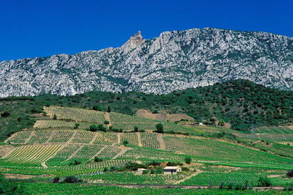 Vignoble du Roussillon