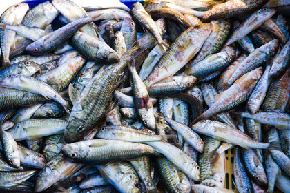 Pêche étang de thau