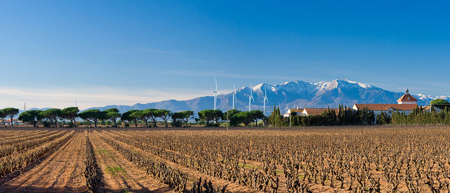 Vignoble du Roussillon