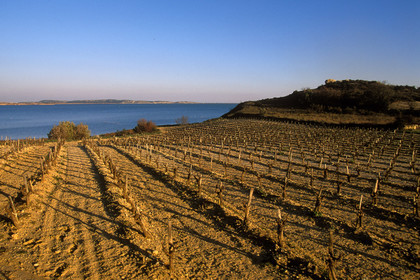 Vignoble des Corbieres