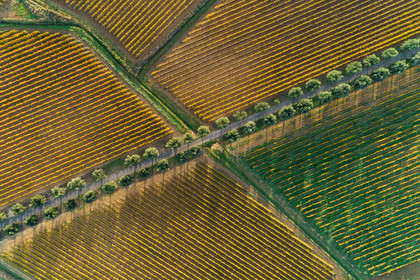 Vignes Automne