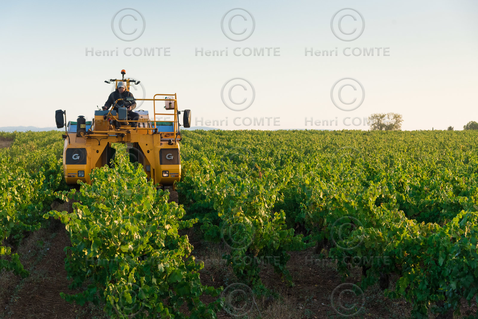 Vendange à la machine