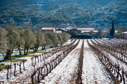 Vignoble du Salagou