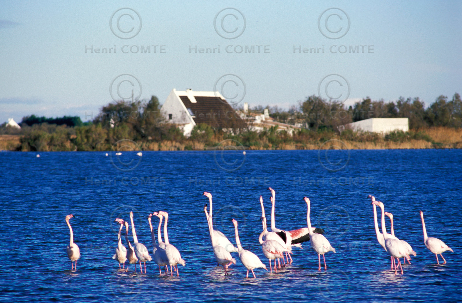 Flamants roses