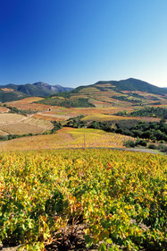 Vignoble Saint Chinian