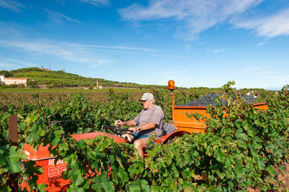 Vendanges