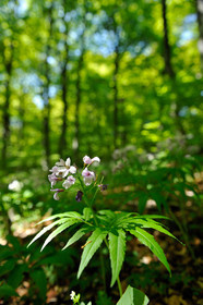 Sous-Bois