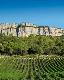 Vignoble Pic Saint Loup
