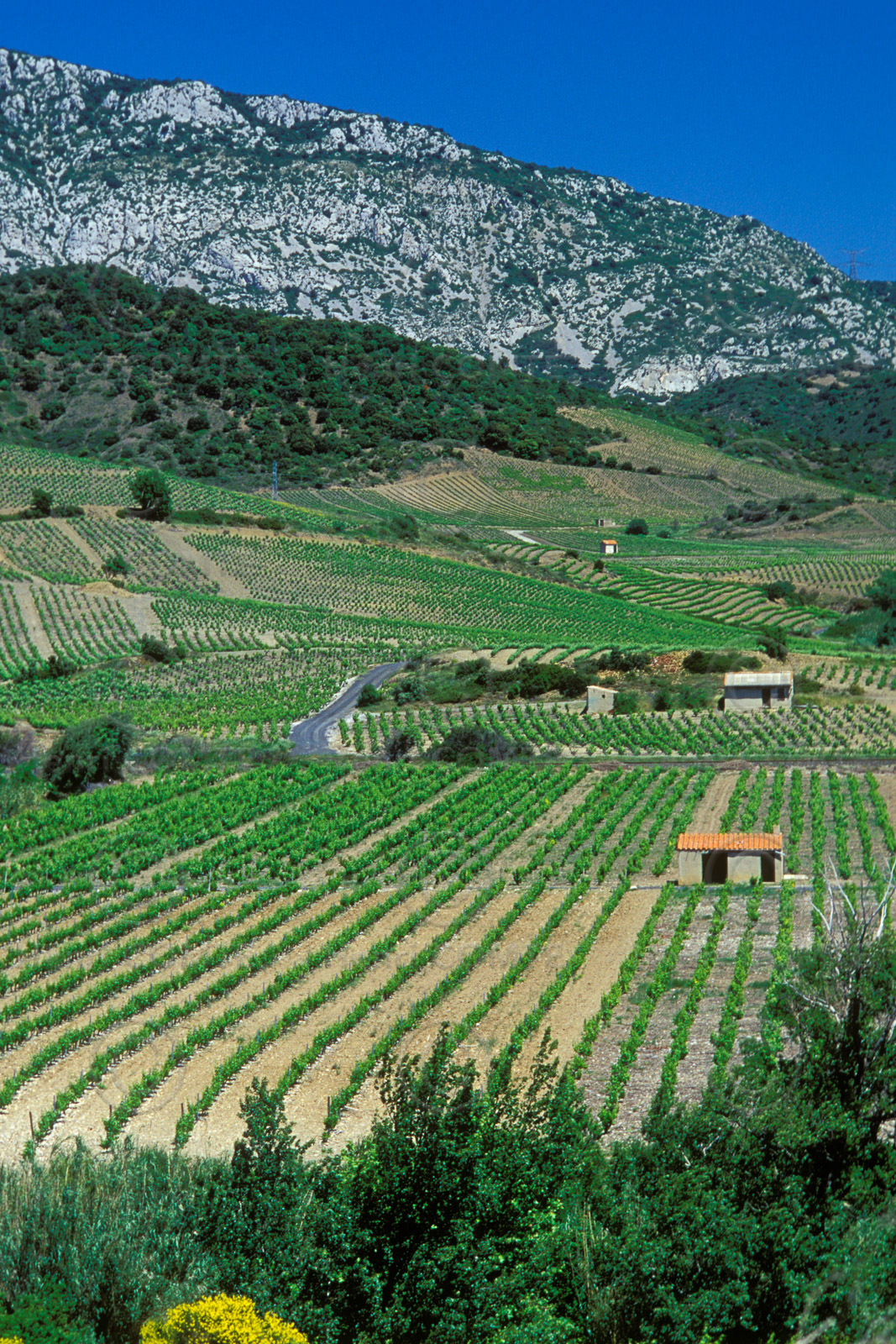 Vignoble du Roussillon