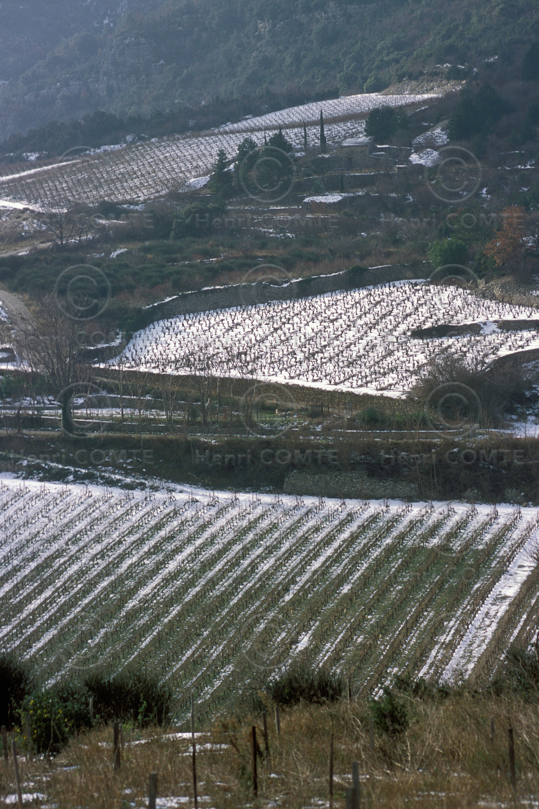 Vignoble de la Lergue