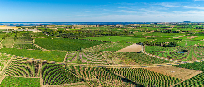 Vignes et étang