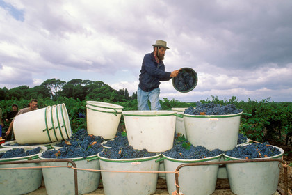 Vendanges