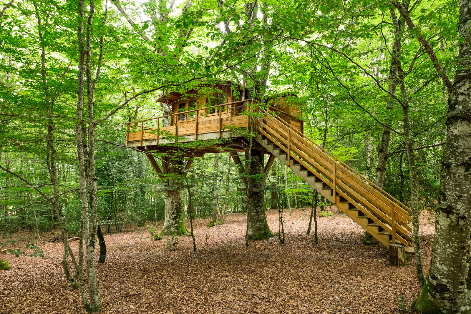 Maison dans les arbres