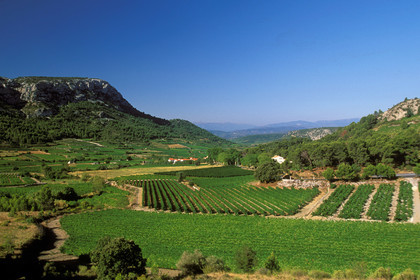 Vignoble du Roussillon