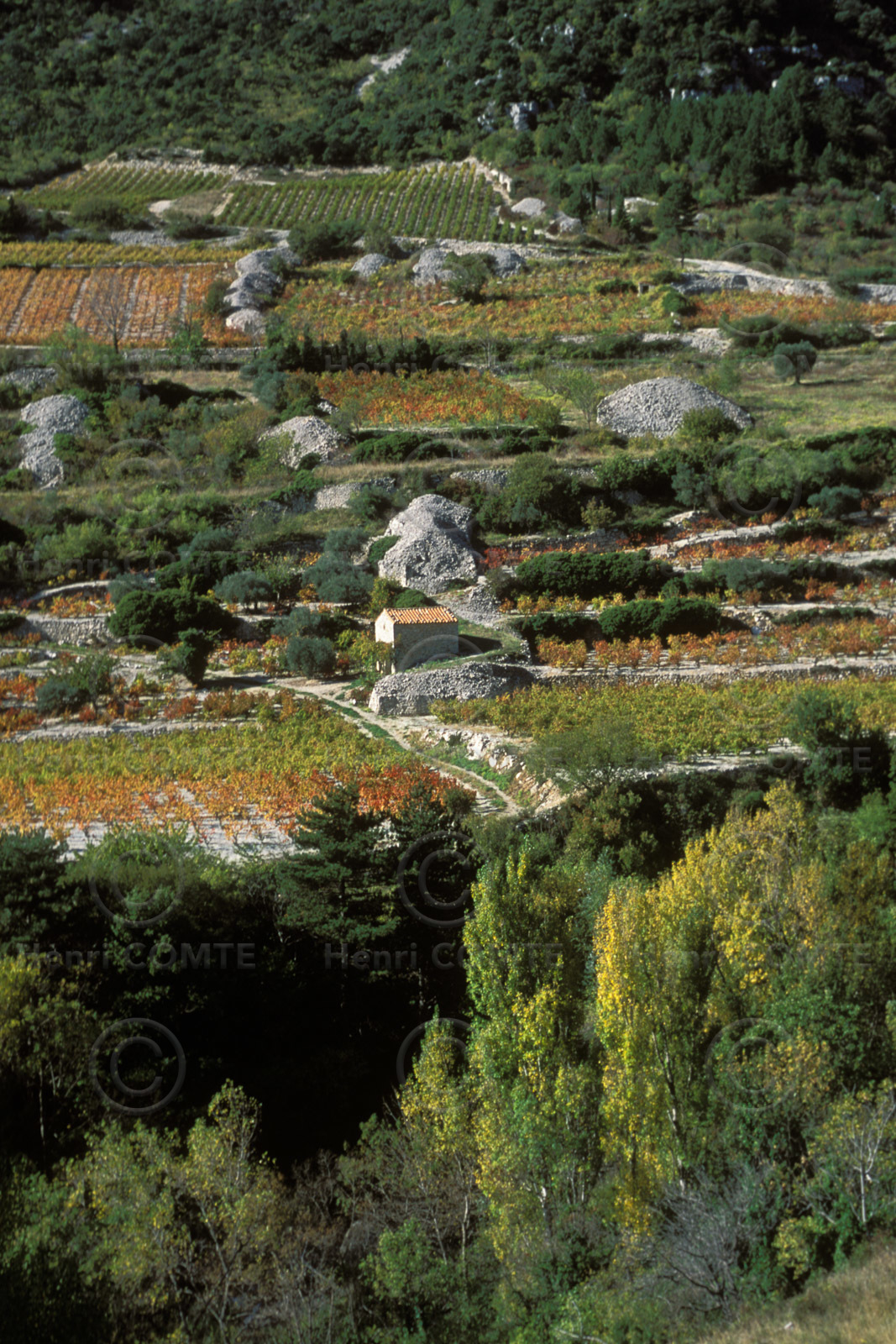 Vignoble de la Lergue