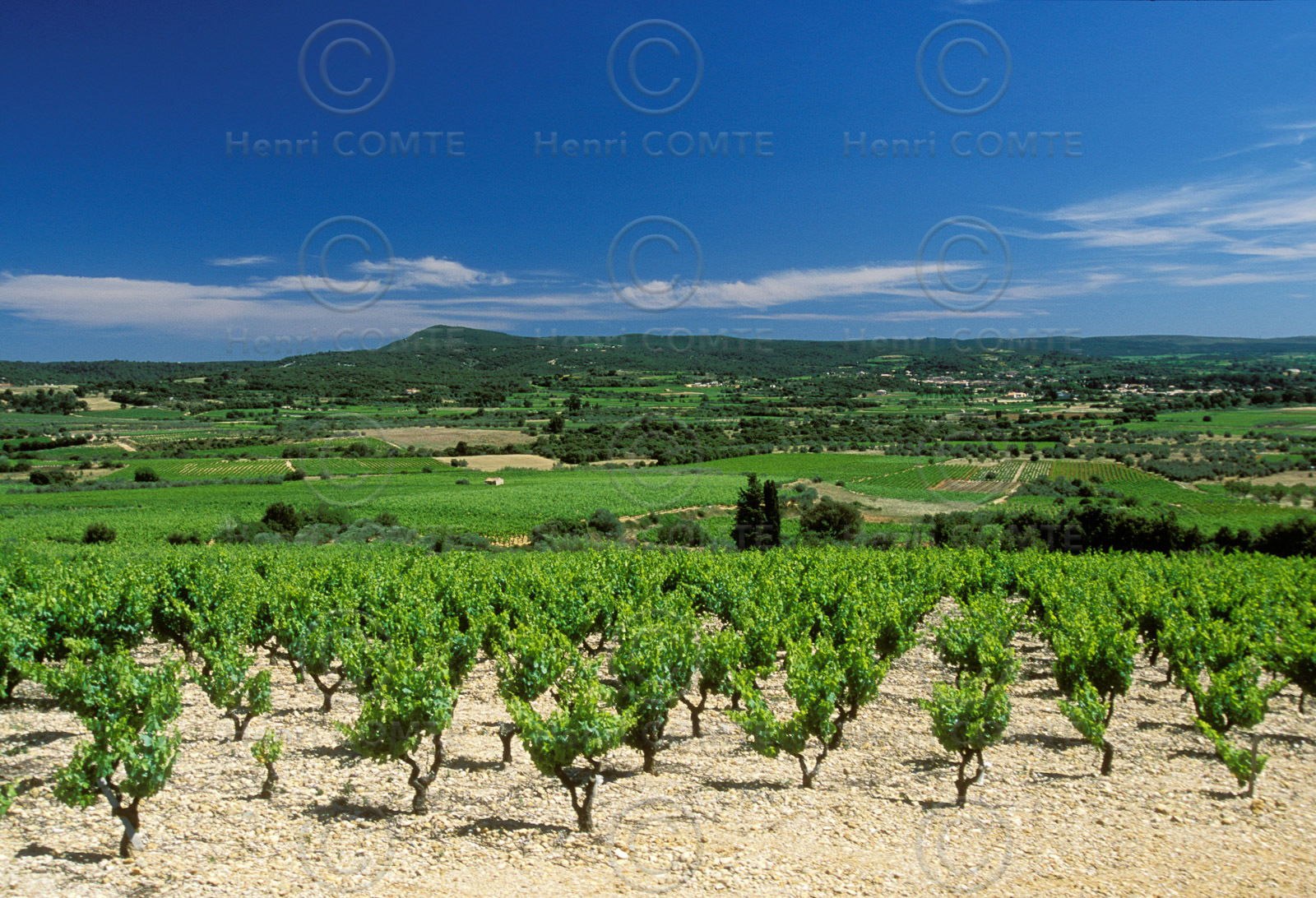 Vignoble Hérault
