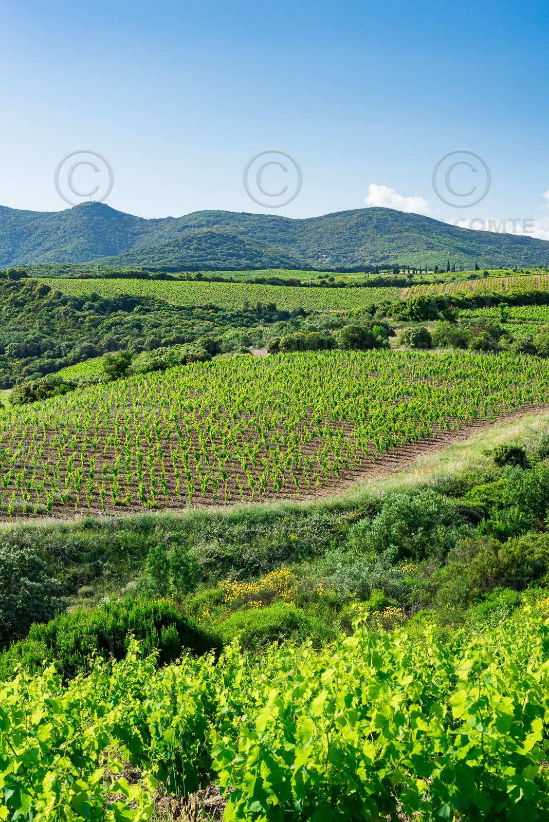 Vignoble de Faugères