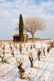 Vignoble en hiver