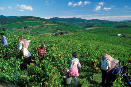 Vignoble de Faugeres