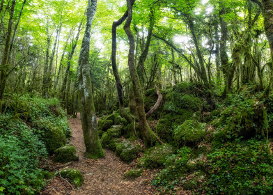 Foret de Nebias