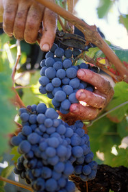 Vendanges