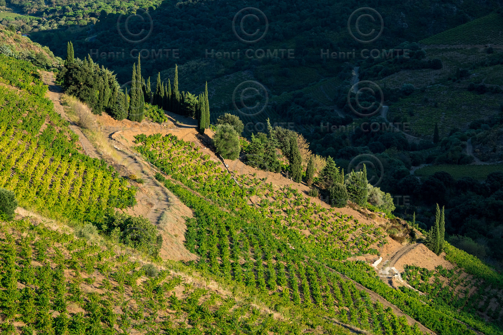 Vignoble Collioure Banyuls