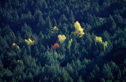 Forêt Pyrénées