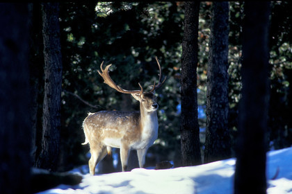 Jeune cerf