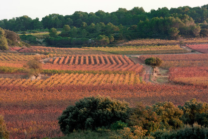 Vignoble Saint Chinian