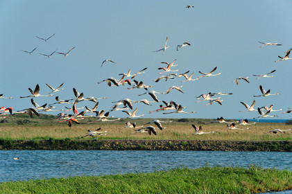 Flamants roses