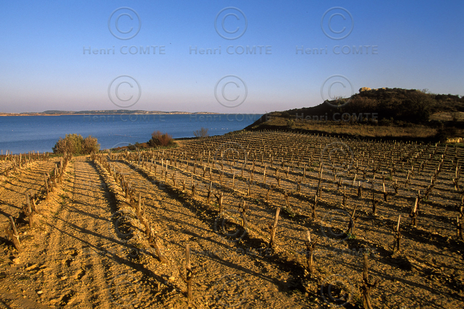 Vignoble des Corbieres