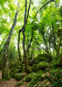 Foret de Nebias