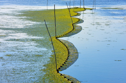 Etang et filets