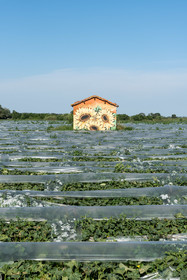 Champs de melons