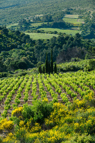 Minervois