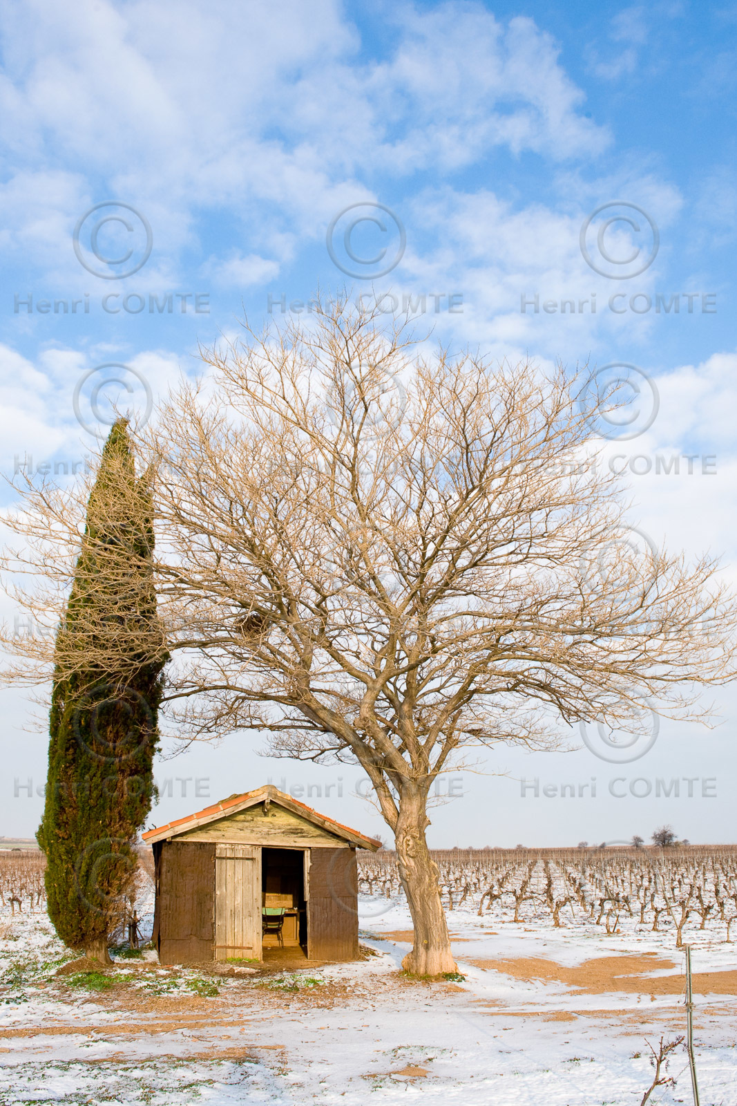 Vignoble en hiver
