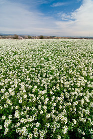 Fleurs des champs