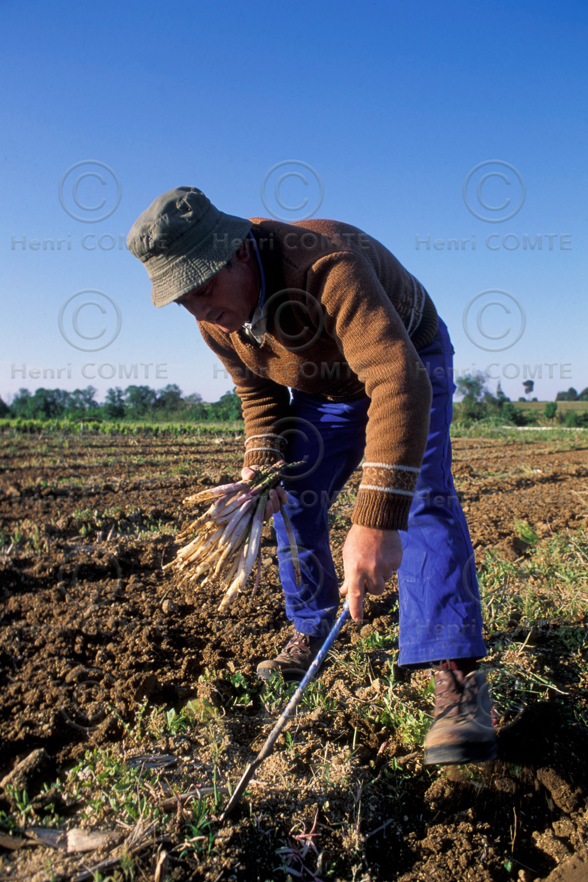 Cueillette des Asperges
