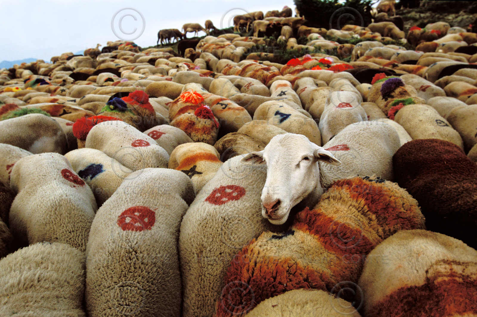 Transhumance en Cévennes