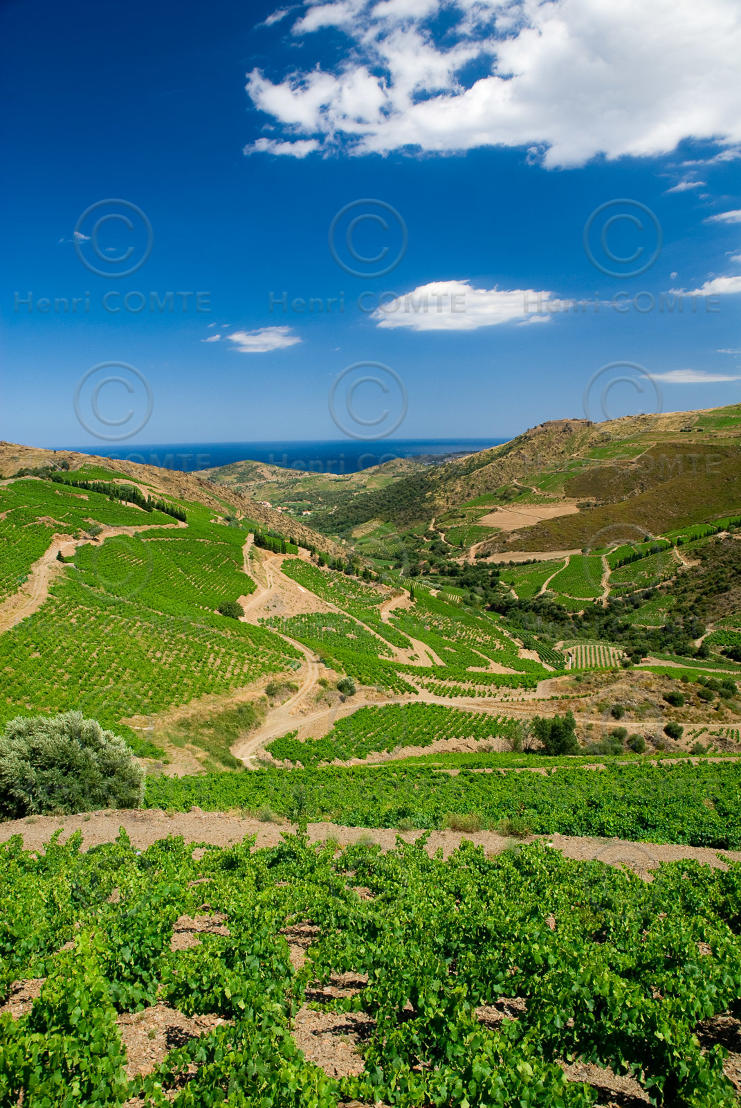 Vignoble du Roussillon
